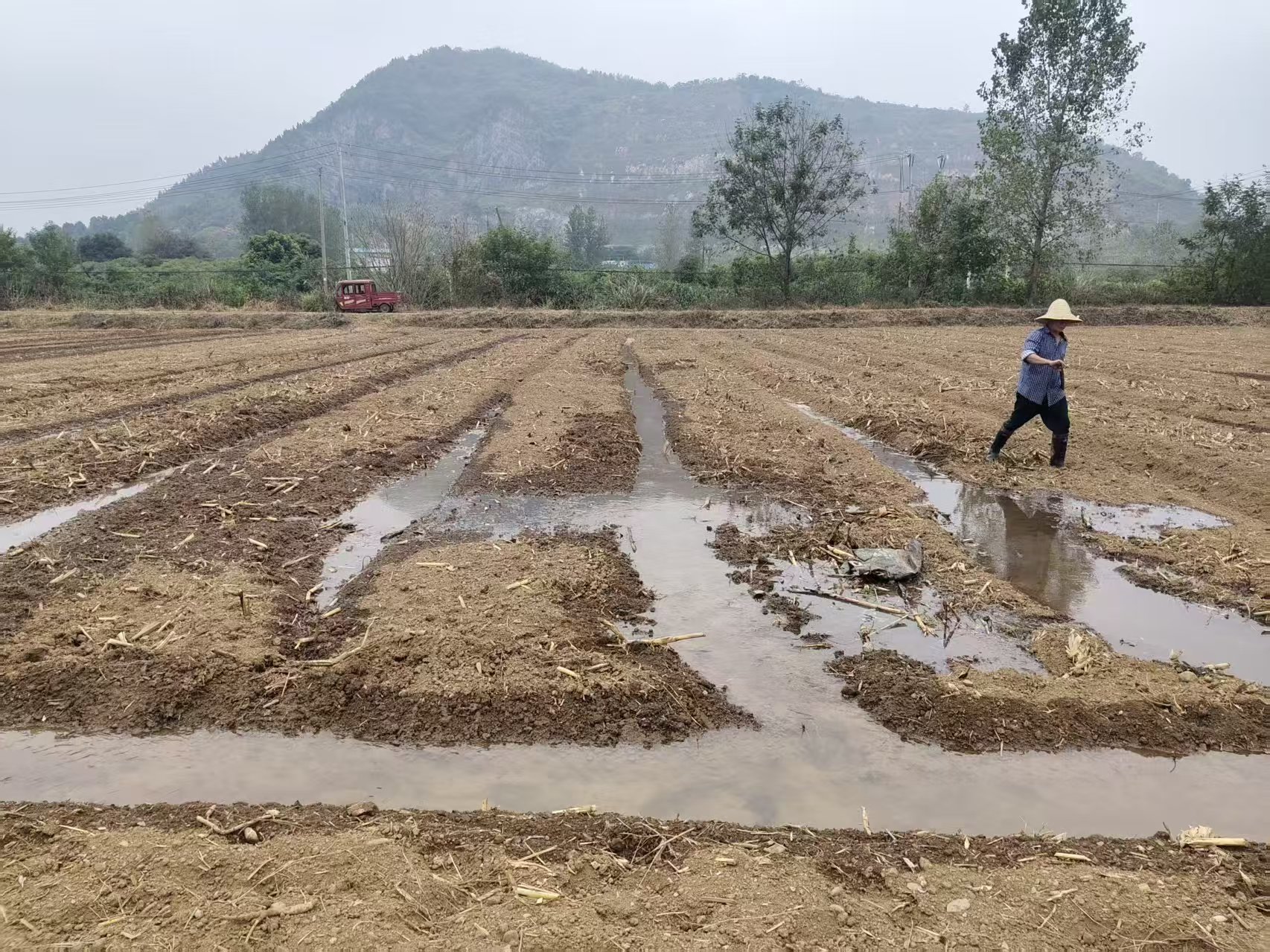 抢抓农时忙秋播 绘就来年好丰景—— 咸宁桂花镇扎实推进油菜秋冬播育苗工作(图1)